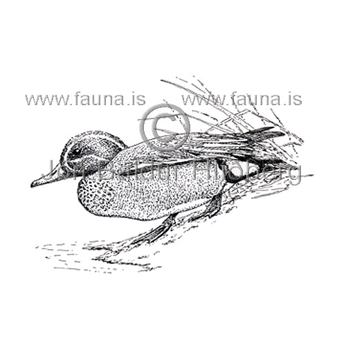 Teal Green-winged Teal - Anas creeca - ducksandallies - Anatidae