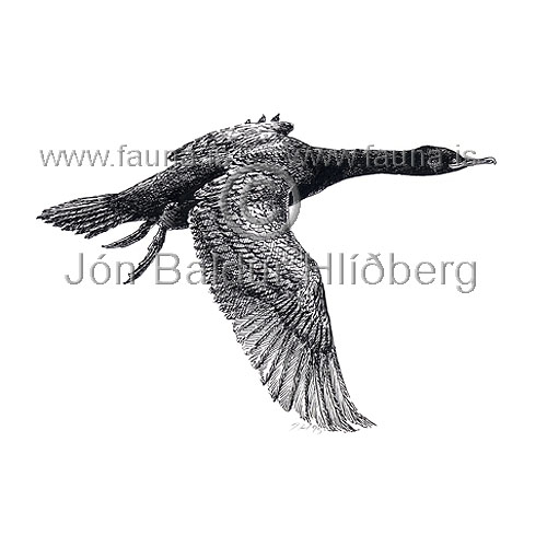 European shag - Shag - otherbirds - Phalacrocoracidae