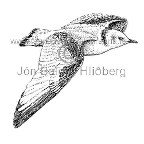 Kittiwake Black-legged Kittiwake - Rissa tridactyla - Gulls - Laridae