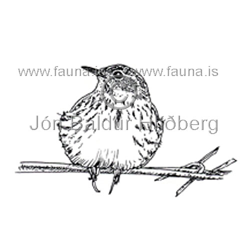 futittlingur - Anthus pratensis - sporfuglar - rastatt