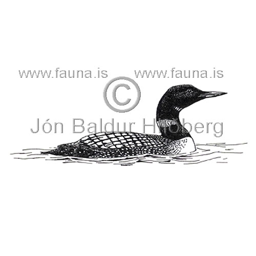Great northern Diver  Common Loon - Gavia immer - otherbirds - Gaviidae