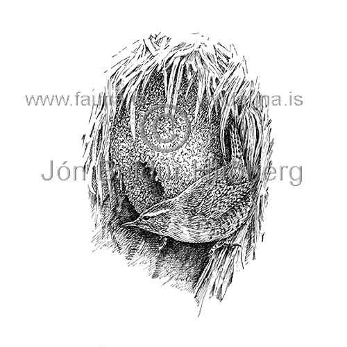 Wren Winter Wren - Troglodytes troglodytes - Passerines - Troglodytidae