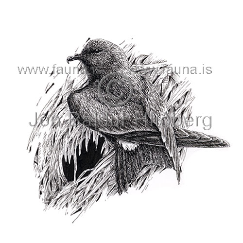 Leachs Petrel / Leachs storm petrel - Oceanodroma leucorrhoa - otherbirds - Hydrobatidae