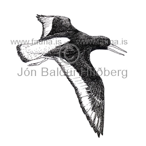 Oystercatcher European Oystercatcher - Haematophus ostralegus - Waders - Haematopodidae