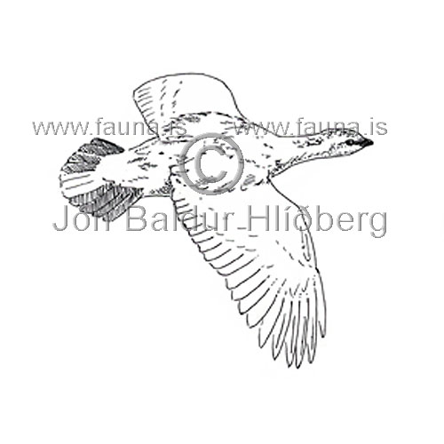  Rock Ptarmigan - Lagopus mutus - otherbirds - Tetraonidae