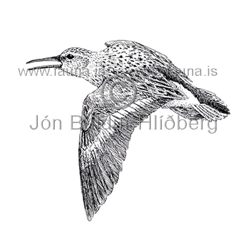 Dunlin - Calidris alpina - Waders - Scolopacidae