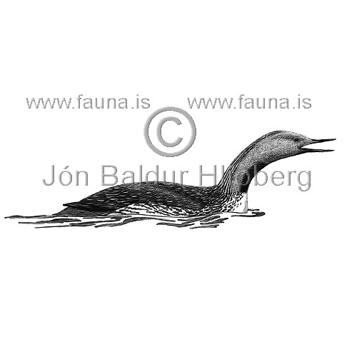 Red throated diver  Red throated Loon - Gavia stellata - otherbirds - Gaviidae