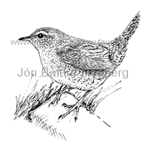 Wren Winter Wren - Troglodytes troglodytes - Passerines - Troglodytidae