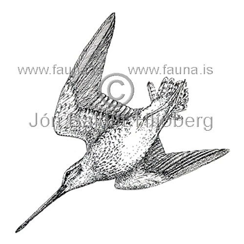 Common Snipe European Snipe - Gallinago gallinago - Waders - Scolopacidae