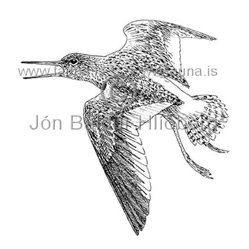 Redshank - Tringa totanus - Waders - Scolopacidae