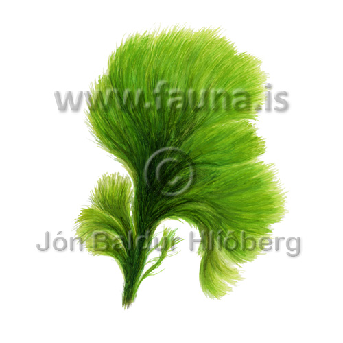  Green tarantula weed ( Acrosiphonia arcta ) a green algae. -  Acrosiphonia arcta - otherplants - Clorophyceae