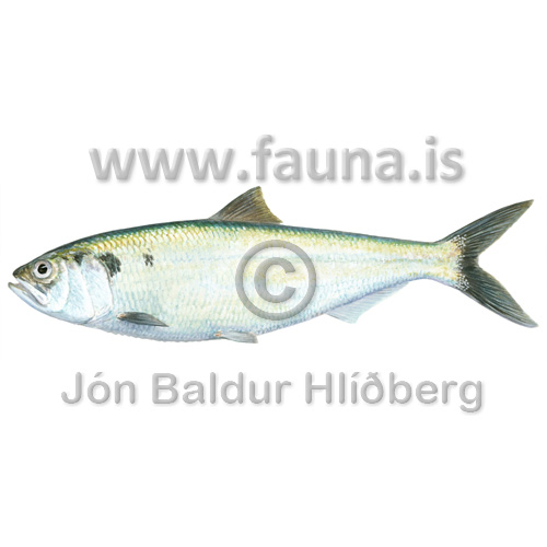 Allis shad - Alosa alosa - otherfish - Clupeiformes