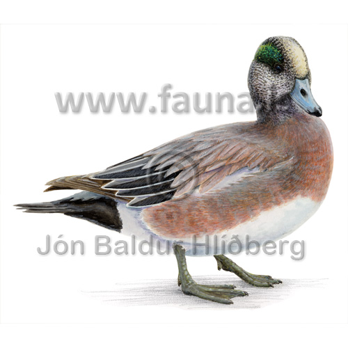 American widgeon - Anas americana - otherbirds - anseriformes