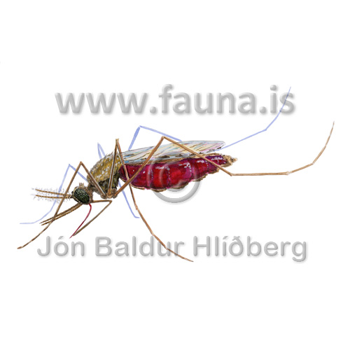 Mosquito ; Anopheles gambiae - Anopheles gambiae - otherinverebrates - Insecta