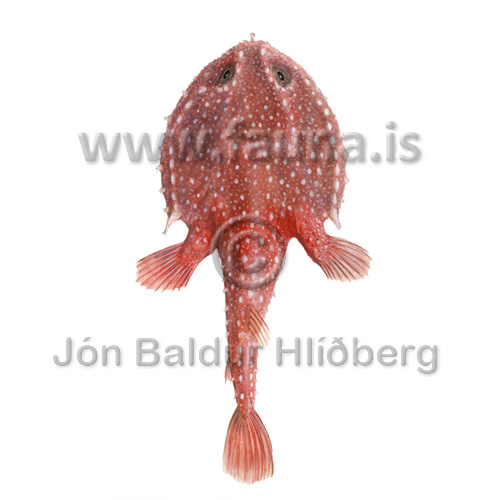 Batti - Dibranchus atlanticus - adrirfiskar - Kjaftagelgjur