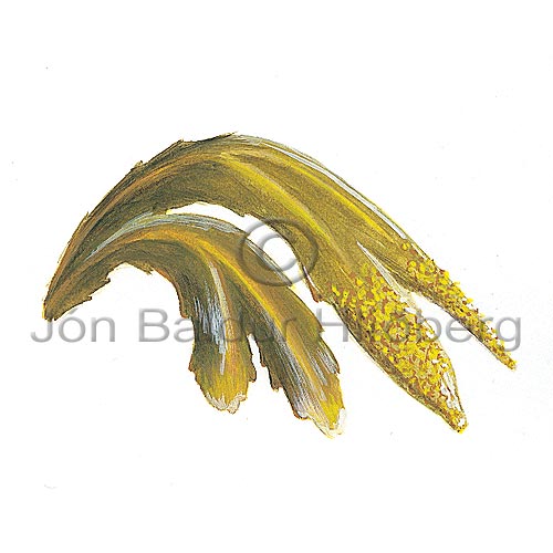 toothed wrack - Fucus serratus - Algae - Phaeophyceae