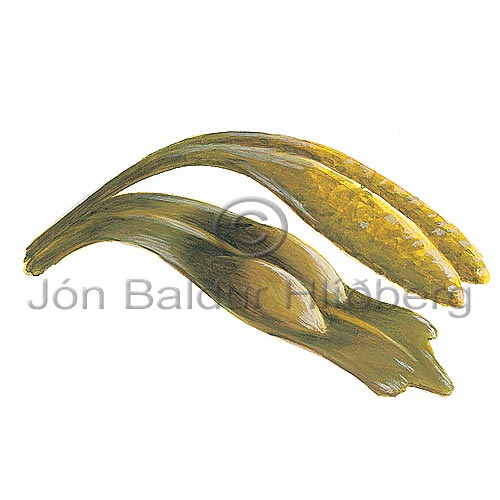   - Fucus distichus f evanescens - Algae - Phaeophyceae