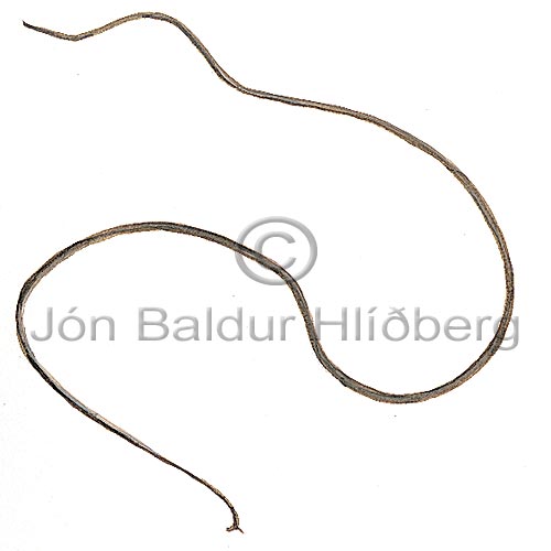 sea-lace - Chorda filum - Algae - Phaeophyceae