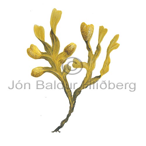 spiral wrack - Fucus spiralis - Algae - Phaeophyceae