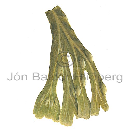 bladder wrack - Fucus vesicolus - Algae - Phaeophyceae