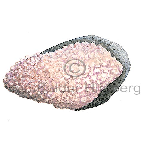 ? - Corallinacea - Algae - Rhodophyceae