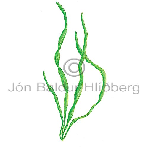 Enteromorpha intestinalis - Enteromorpha intestinalis - Algae - Clorophyceae