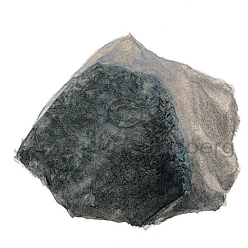 -Lichen - Verrucaria maura - otherplants - Lichenes