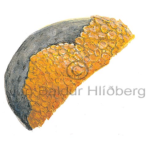 -Lichen - Xanthoria parientina - otherplants - Lichenes