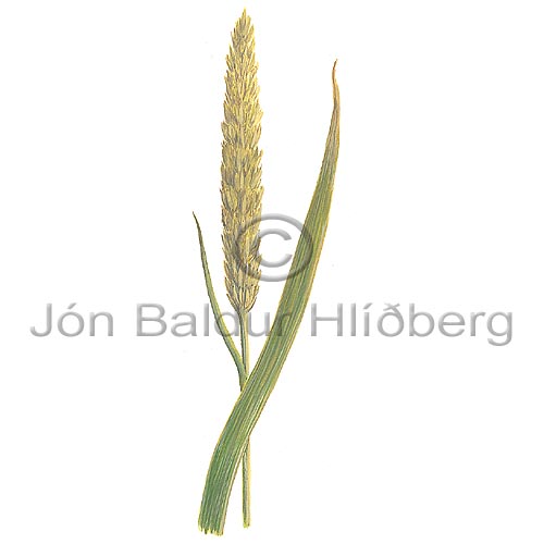 Lyme Grass - Leymus arenarius - Monocotyledones - Poaceae