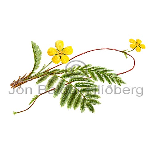 Silverweed - Potentilla anserina - Dicotyledonous - Rosaceae