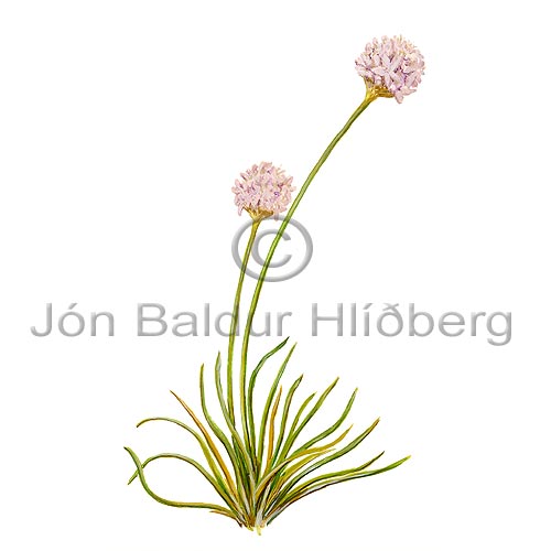 Common Sea-thrift - Armeria maritima - Dicotyledonous - Caryophyllaceae
