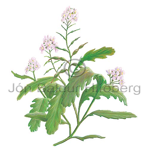 Sea Rocket - Cakile arctica - Dicotyledonous - Cruciferae
