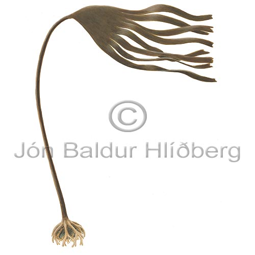 Oarweed Tangle Kelp - Laminaria digitata - Algae - Phaeophyceae