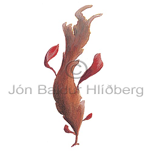 Dulse - Palmaria palmata - Algae - Rhodophyceae