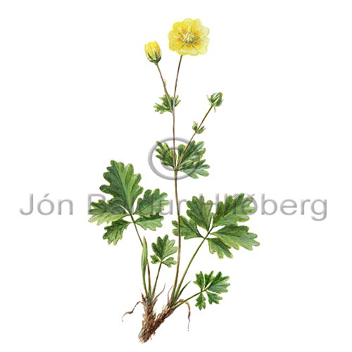 Alpine Cinquefoil - Potentilla crantzii - Dicotyledonous - Rosaceae