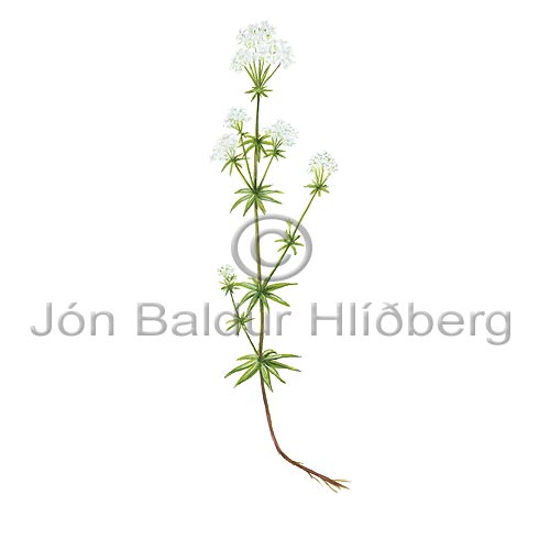 Icelandic Bedstraw - Galium normanii - Dicotyledonous - Rubiaceae