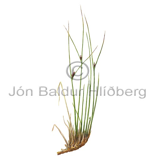 Three-leaved Rush - Juncus trifidus - Monocotyledones - Juncaceae