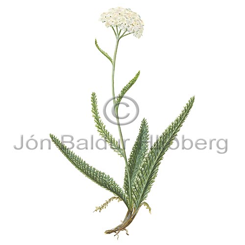 Vallhumall - Achillea millefolium - tvikimblodungar - Krfublmatt