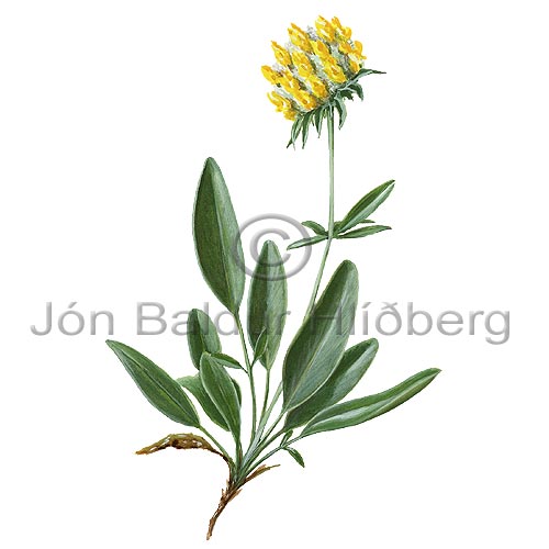 Kidney Vetch - Anthyllis vulneraria - Dicotyledonous - Fabaceae