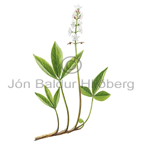 Horblaka - Menyanthes trifoliata - tvikimblodungar - Horblkutt