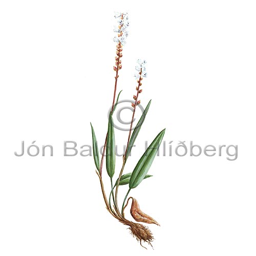 Alpine Bistort - Bistorta vivipara - Dicotyledonous - Polygonaceae