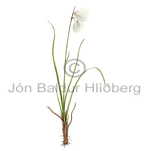 Narrow-leaved Cottongrass - Eriophorum angustifolium - Dicotyledonous - Cyperaceae
