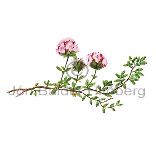 Blberg - Thymus praecox arcticus - tvikimblodungar - Varablmatt