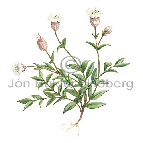 Sea-campion - Silene acaulis - Dicotyledonous - Caryophyllaceae