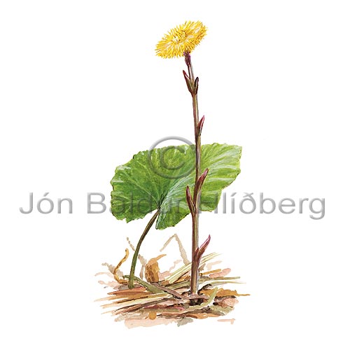 Colts Foot - Tussilago farfara - Dicotyledonous - Asteraceae