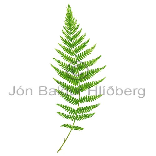 Lady-fern - Athyrium filix-femina - Ferns - Athyriaceae