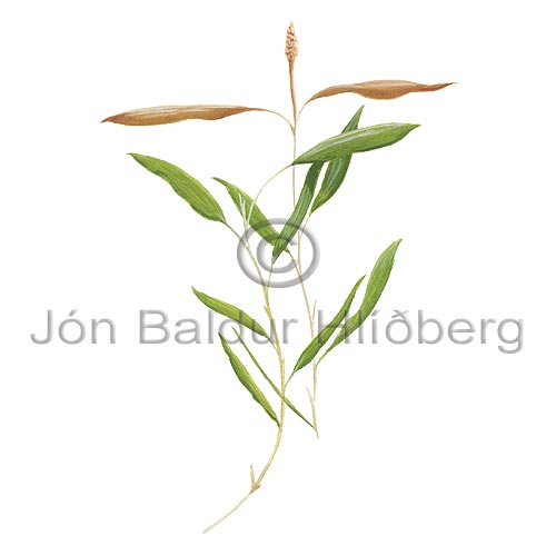 Various-leaved Pondweed - Potamogeton gramineus - Monocotyledones - Potamogetonaceae