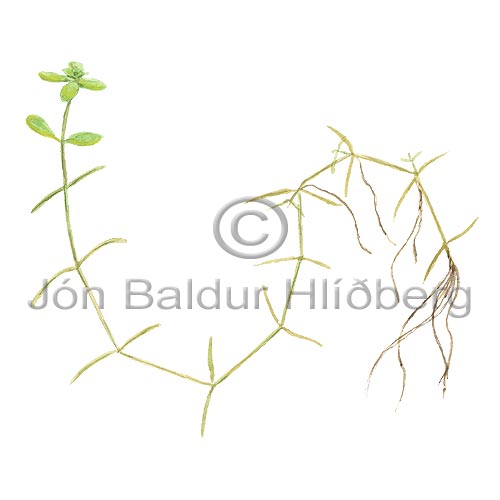 Vernal Starworth - Callitriche palustris - Dicotyledonous - Callitrichaceae