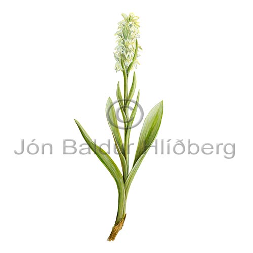 Northern Green Orchid - platanthera hyperborea - Dicotyledonous - Orchidaceae