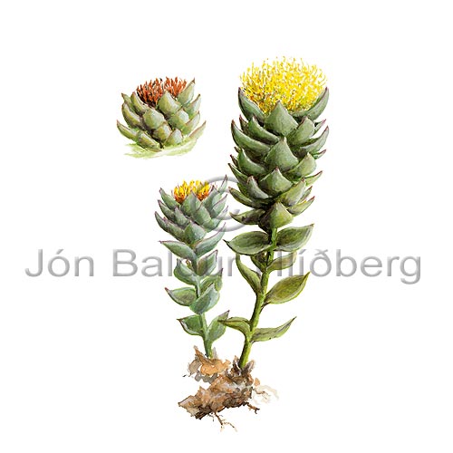 Burnirt - Rhodiola rosea - tvikimblodungar - Helluhnoratt